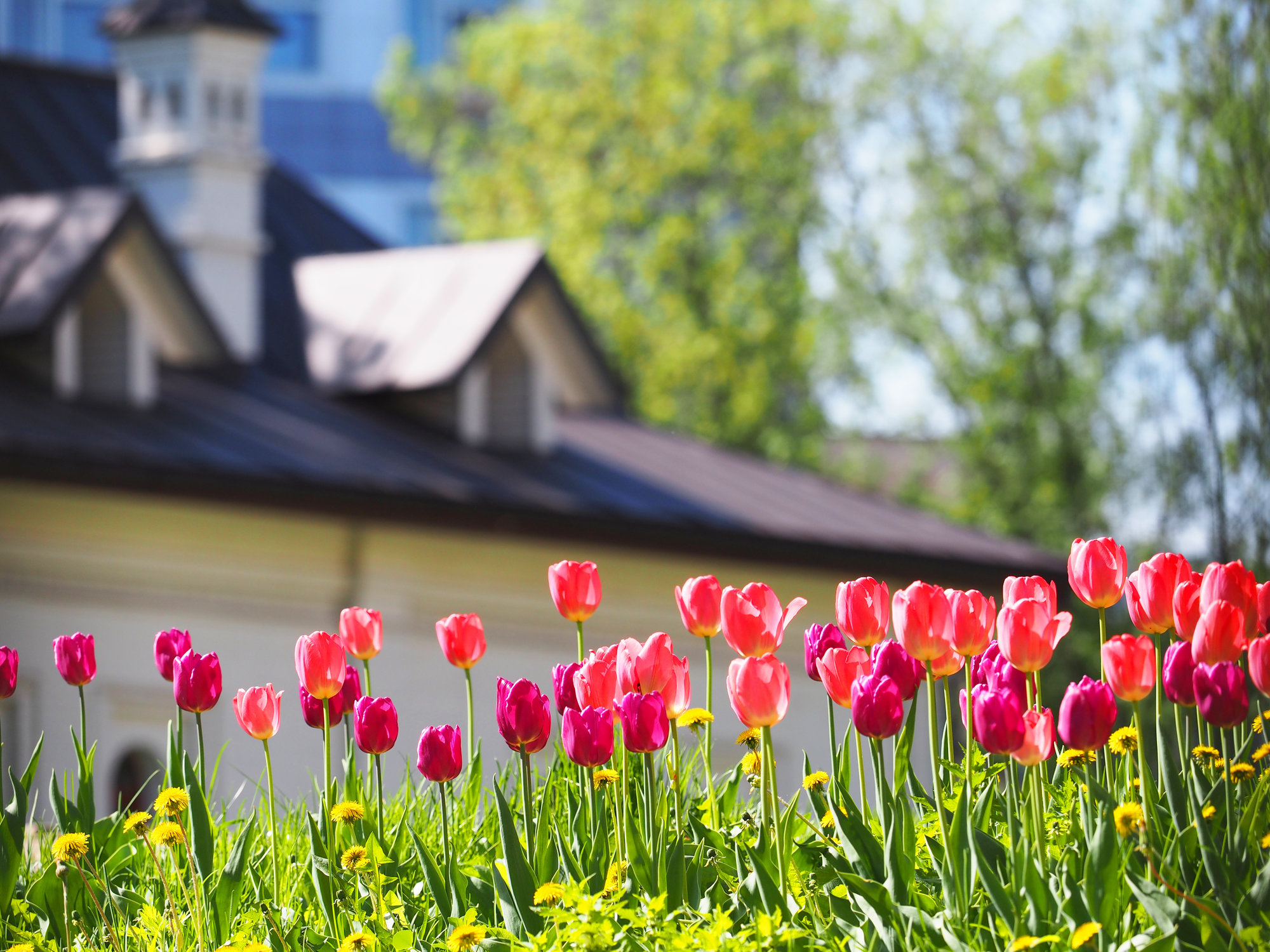 image of a bed of tulips in front of a house